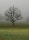 [DIG IMAGE] Lonely tree in a foggy day
