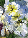 Summer Daisies field